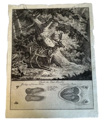 Ridinger Kupferstich Spuhr des Dan Hirschen aus 1740 Nr. 7 31 x 41 cm Antik - Bild 1 von 4