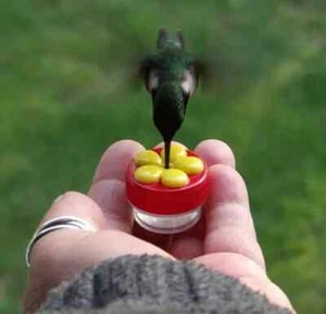 2-in-1 Window Mount and Handheld Hummingbird Feeder Set - Picture 1 of 6