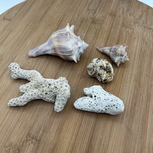Turbo Argyrostommus, Coral and Whelk Shells Nautical Decor Aquarium Specimens - Picture 1 of 4