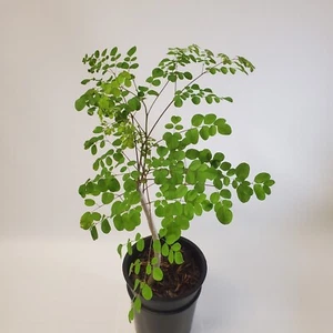 Moringa Live Plant 2-3 feet Tall Comes In 2+ Gallon Grow Bag or Container - Picture 1 of 12