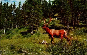 Vintage Postkarte - Bastelt und schwer fassbar der Elch eines der größten Spieltiere  - Bild 1 von 2