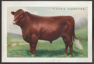 PLAYERS-BRITISH PEDIGREE STOCK 1925-#15- THE RED POLL CATTLE - Picture 1 of 2