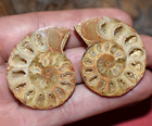 Small Fossilized Agatized Cut & Polished Ammonite Specimen Madagascar, Africa