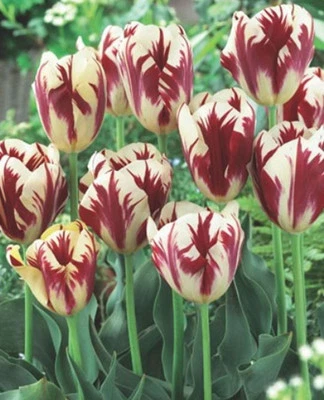 20 Tulpen Grand Perfection Tulpenzwiebeln Blumenzwiebeln Lieferbar 9.9 - Bild 1 von 4