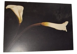 Vintage Punze Postkarte - weiße Calla Lilie Blume auf schwarz - Bild 1 von 4