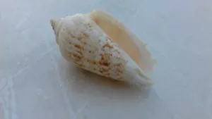 5 x Mediterranean Strombus Decorus Molluscs Gastropoda Sea Shell - Picture 1 of 4