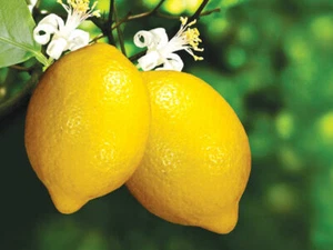 Delicious Lemon Tree 5- Finest Seeds/Grow Yourself /UK Seller/ - Picture 1 of 4