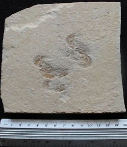 Shrimp 84 - 5 Shrimps High Quality Zero Paint - Cretaceous Fossils Lebanon - Picture 1 of 3