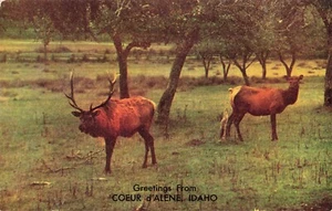 Grüße aus Coeur d'Alene National Forest Idaho Vintage PC Elch - Bild 1 von 2