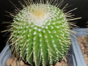 Notocactus leninghausii f. inermis pot 7 cm cactus cacti kakteen rare - Imagen 1 de 5