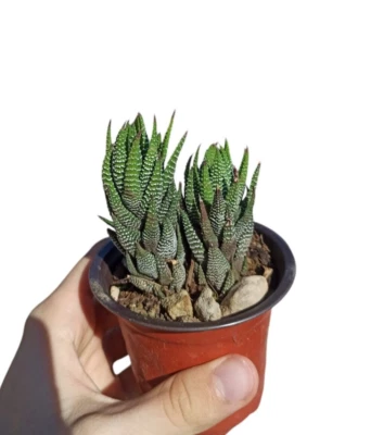 Haworthia Reinwardtii var. Zebrina Ø10cm Cactus Succulent Piante Grasse Kakteen - Immagine 1 di 4