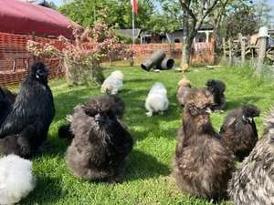 10 Bruteier Seidenhühner groß Seidenhühner Huhn - Bild 1 von 15