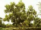Acacia auriculiformis - Earleaf Acacia - Northern Black Wattle - 20 Seeds