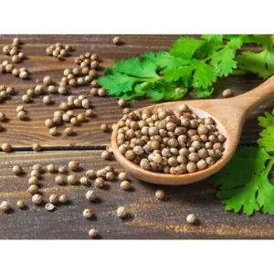 Organic Coriander Seeds Whole Fresh Herb Spice Dried Food Seasonings For Cooking - Picture 1 of 17