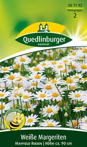 Margeriten Weiße Mayfield Riesen Samen von Quedlinburger Saatgut - Bild 1 von 2