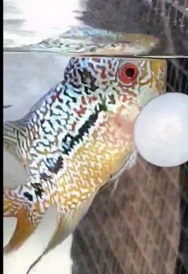 Fertile MALE FLOWERHORN KML, 2 Tone, Quality genetics  - Image 1 of 3