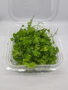 Hydrocotyle Tripartita - planta natural acuario, tapizante (Bandeja de 10x10cm) - Imagen 1 de 7