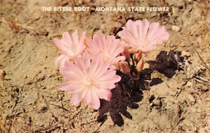 The Bitter Root Montana's State Flower, Vintage PC - Bild 1 von 2