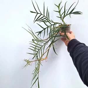 Philodendron 'TORTUM' TINY, fully rooted - Foto 1 di 9