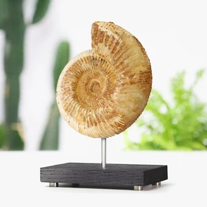 Piedra caliza amonita dinosaurio real fósil a medida roble macizo soporte decoración del hogar regalo - Imagen 1 de 3