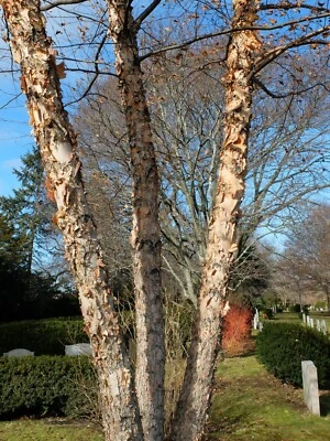 JUEGO DE 2 PLANTAS DE PLÁNTULAS VIVAS ABEDUL DE RÍO Betula nigra 6-12 PULGADAS Foto 1 de 4