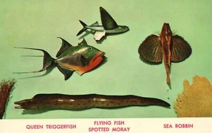 Queen Tiggerfish Flying Fish Moray Sea Robbin Salt Water Fishes Vintage Postcard - Picture 1 of 2