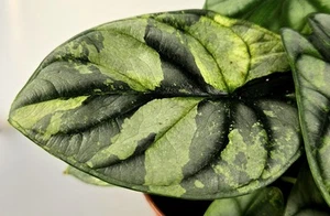 Alocasia Silver Dragon Aurea Variegata - Bild 1 von 6