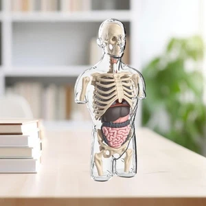 Modellbausätze Für Den Menschlichen Körper, Torso-Modell, Körperteile, - Bild 1 von 7