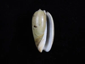 Sea Shell Oliva Vidua 41,4 mm ID#8524 - Imagen 1 de 2