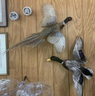 Montaje de pájaro volador de gallo faisán cuello anillo - taxidermia grande - perfecto estado Foto 1 de 4