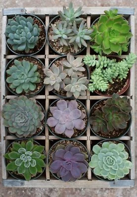 Ravensburger Green 300 Piece Jigsaw Puzzles for Adults & Kids Age 14 Years Up - Image 1 of 3