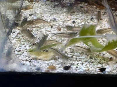 10 Camarones Amano Yamato Camarones Caridina multidentata Comedor de Algas Agua Dulce 7+1 Foto 1 de 4