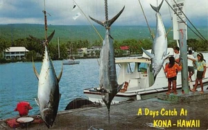 Postal HI: Days Catch at Kona, Hawaii, cromada sin publicar - Imagen 1 de 2