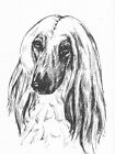 Afghan Hound #2 - CUSTOM MATTED - 1963 Vintage Dog Art Print 0507 CLD