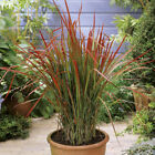You Garden - Imperata Japanese Blood Grass 'Red Baron' in a 2L Pot