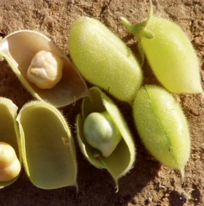 Chickpea Seeds | Marvel Garbanzo Beans Egyptian Chick Pea Indian Seed 2025 - Picture 1 of 12