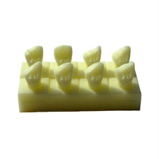 Dental Dentist Filling Anterior Teeth Model Composite Resin Practise For Student