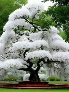 White Flowering Cherry Tree Seeds for Planting - 10 Seeds - Picture 1 of 3