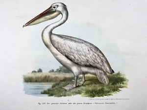 1860 Pelican, Fitzinger, colour lithograph, hand finish, ornithology - Picture 1 of 3