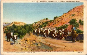 West Texas Range Hereford Calves Cowboy on Horse Roundup TX Vintage Postcard - Picture 1 of 2