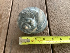 Moon Snail Sea Shell from the New Jersey Shore (Approx. 3 3/4” Long) - Picture 1 of 10