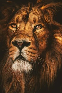 Póster León 2'x3' Espíritu Animal Salvaje Estampado Decoración Exótico Raro Espiritual Feroz  - Imagen 1 de 1