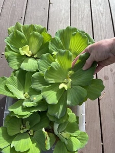 (7) Water Lettuce Jumbo 5-7” Koi Pond Floating Plants Algae Shade Live Filter - Picture 1 of 9