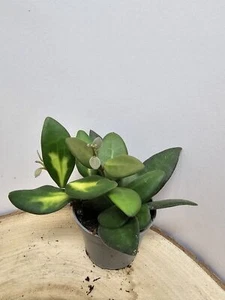 heavenly HOYA Hoya sp. aff. burtoniae variegata babyplant - Bild 1 von 3