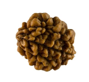 Semi Da Rudraksha 2 Faces 27 MM 4.2 G Nepal Top Qualità AAA+ 26086 - Picture 1 of 5