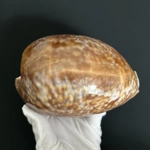Macrocypraea cervus/Cypraea cervus, 135mm, 136g, Giant and Heavy cowrie seashell - Picture 1 of 15