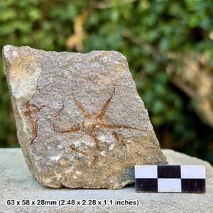 Fossil Spröde Sterne (Ophiura) - Ordovizium Draatal Marokko, Seesternplatte - Bild 1 von 1
