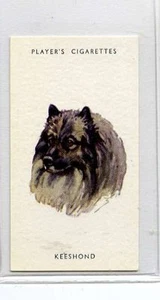(Jg321-100) Players , Dogs Heads , Keeshond ,#16 - Picture 1 of 2