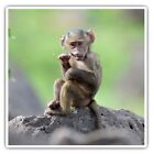 2 x Square Stickers 10 cm - Baby Baboon Animal Monkey Cool Gift #12481