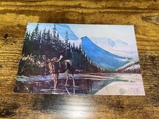 Vintage Glacier Park Moose Great Falls Montana Postcard